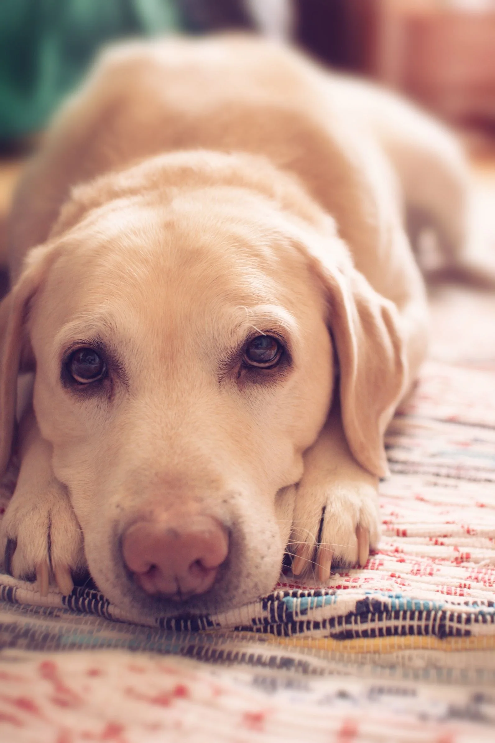 Why Your Pet Needs A Specialist Food To Balance The Gut Microbiome