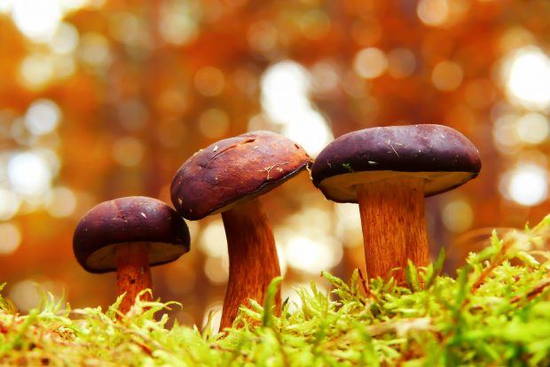 mushroom