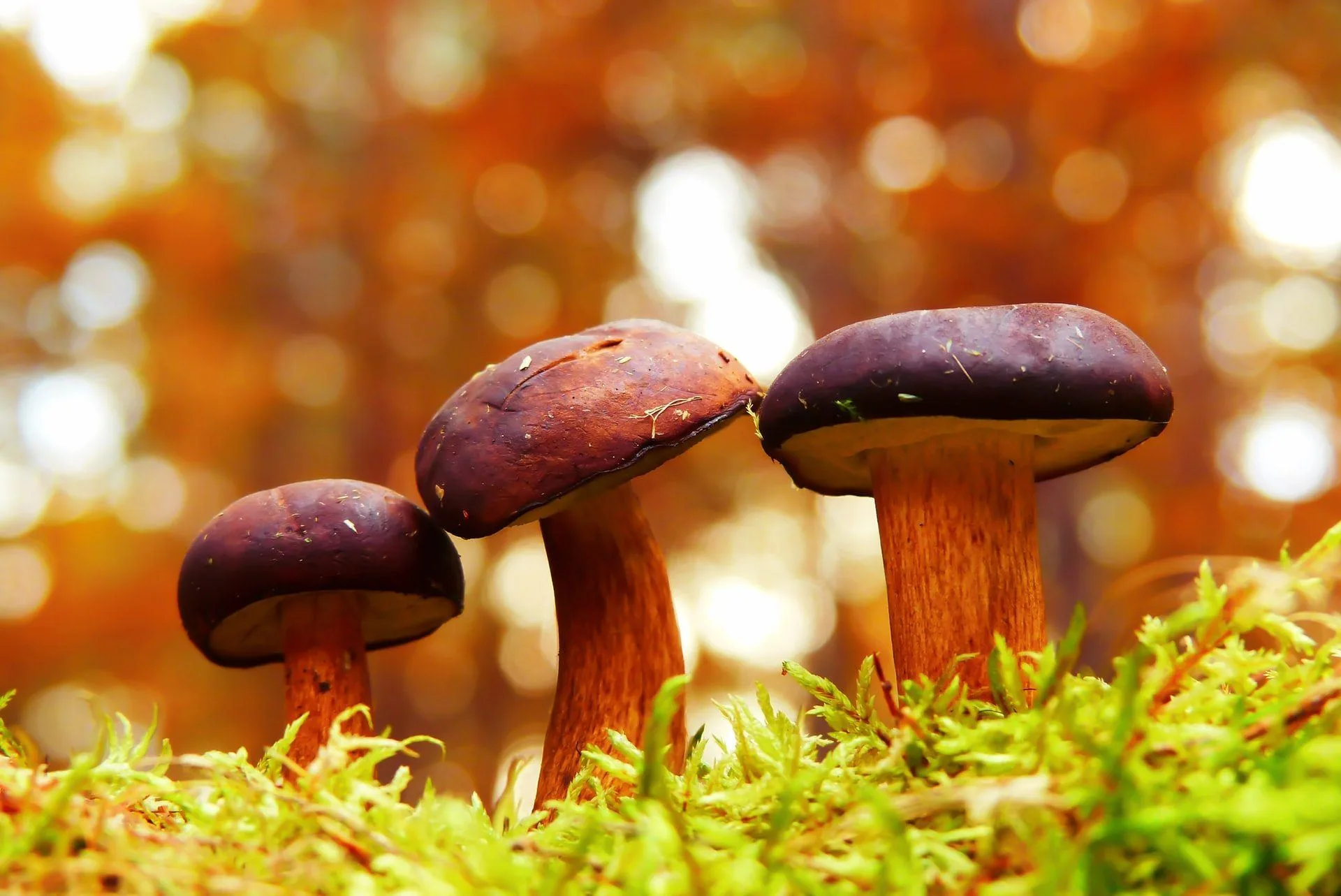 Forget CBD. Mushrooms Are The Anti-Aging Beauty Ingredient You Need Today