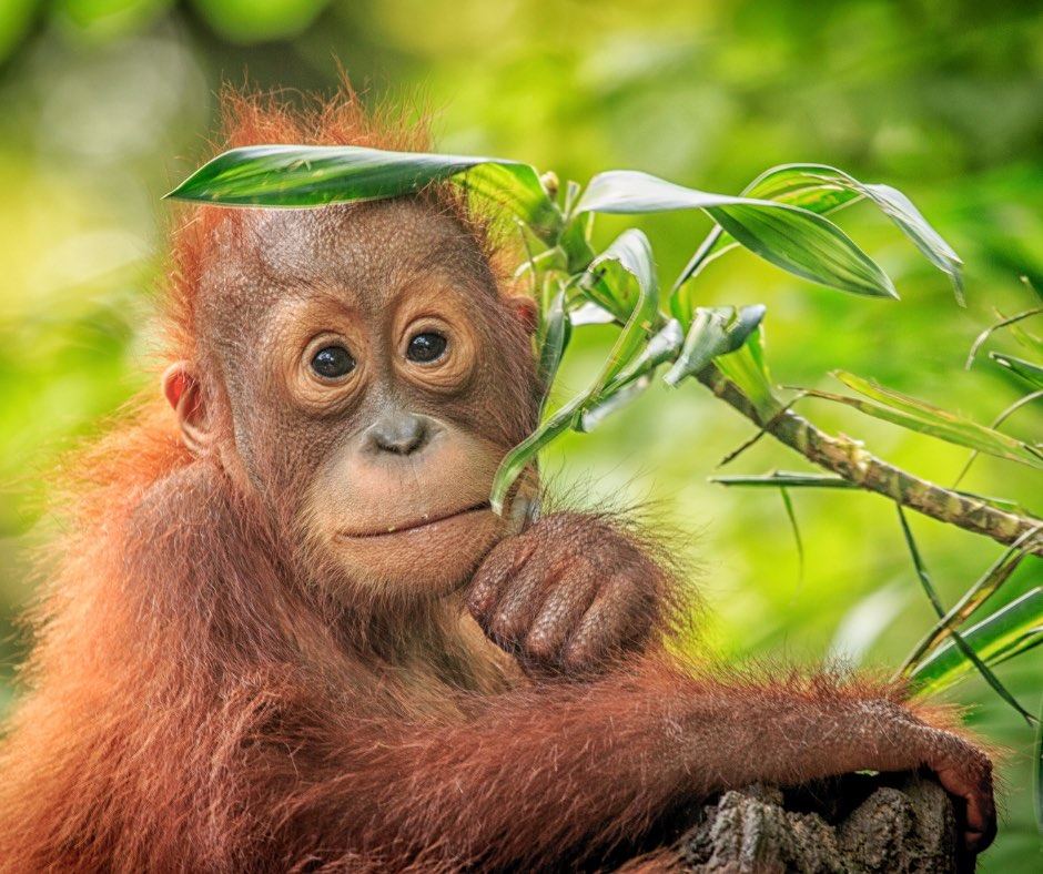 Palm Oil
