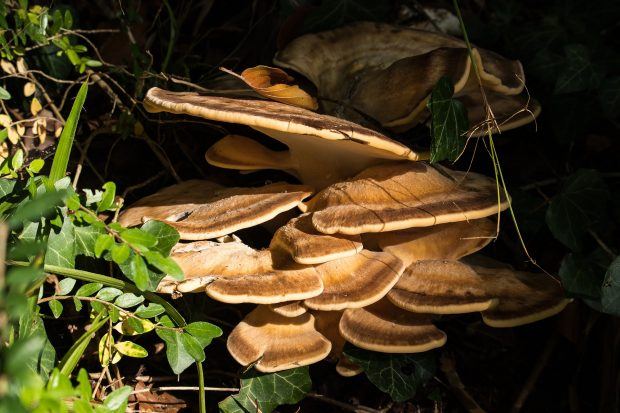 Mushrooms