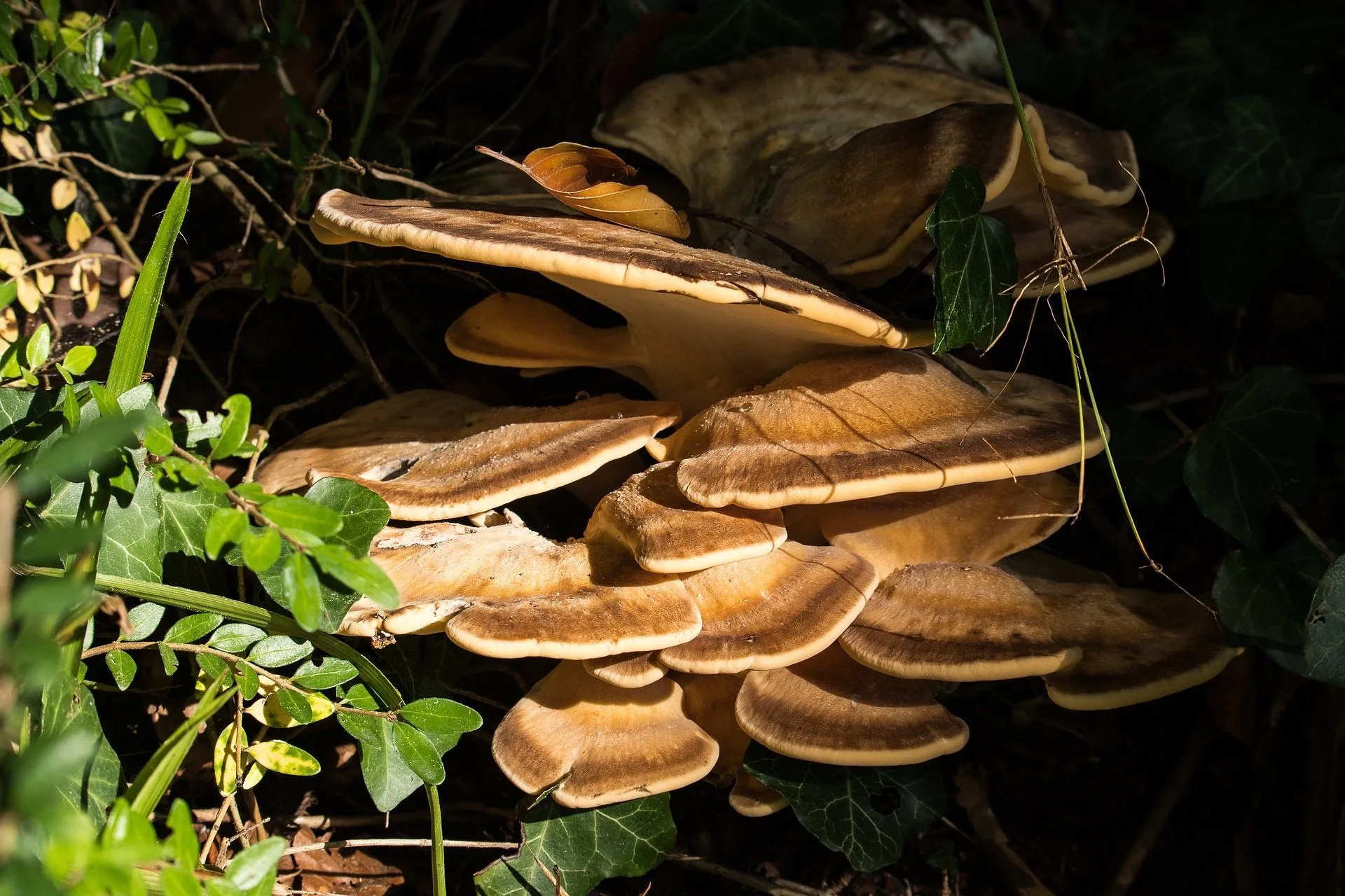 What Are Turkey Tail Mushrooms Good For?