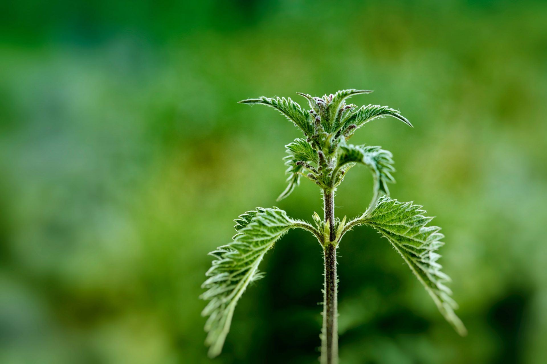 Why Nettle May Be Next Big Thing in Sustainable Fabrics