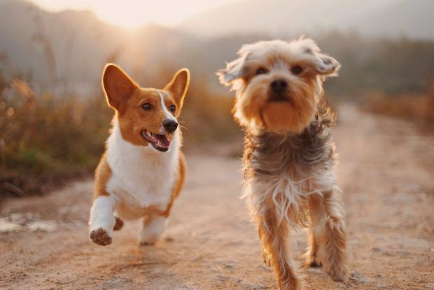 Dog Trainer