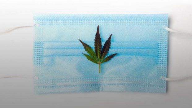 cannabis