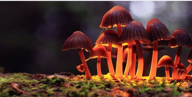 Allied Corp Psilocybin