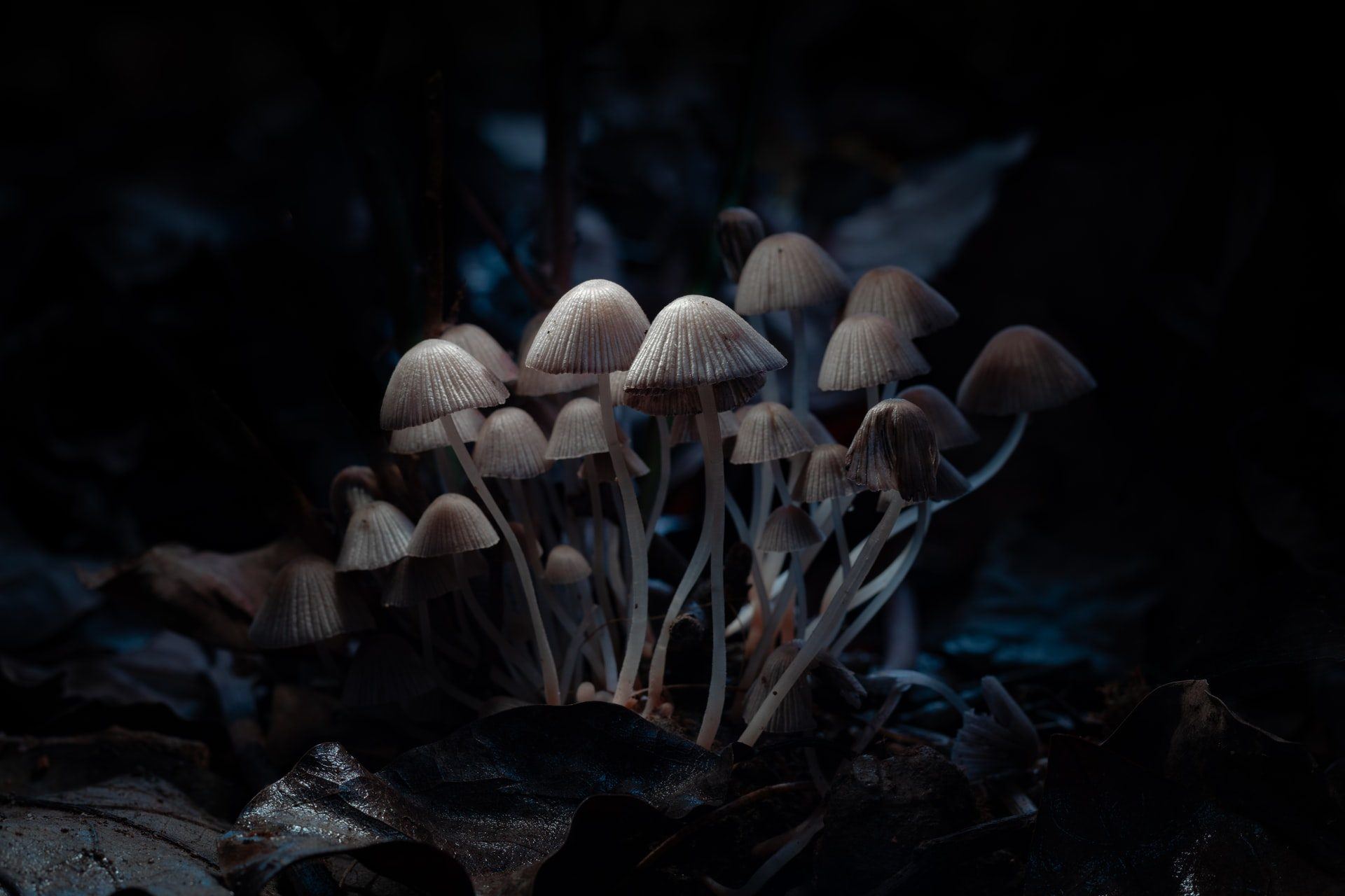 Psychedelic Wellness: 5 Magical Benefits of Magic Mushrooms
