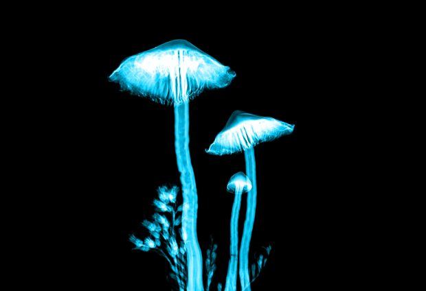 magic mushrooms | psychedelic clinic