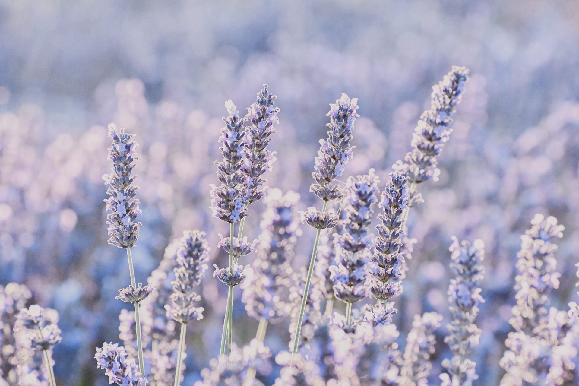 6 Good Reasons To Use Lavender For Longevity