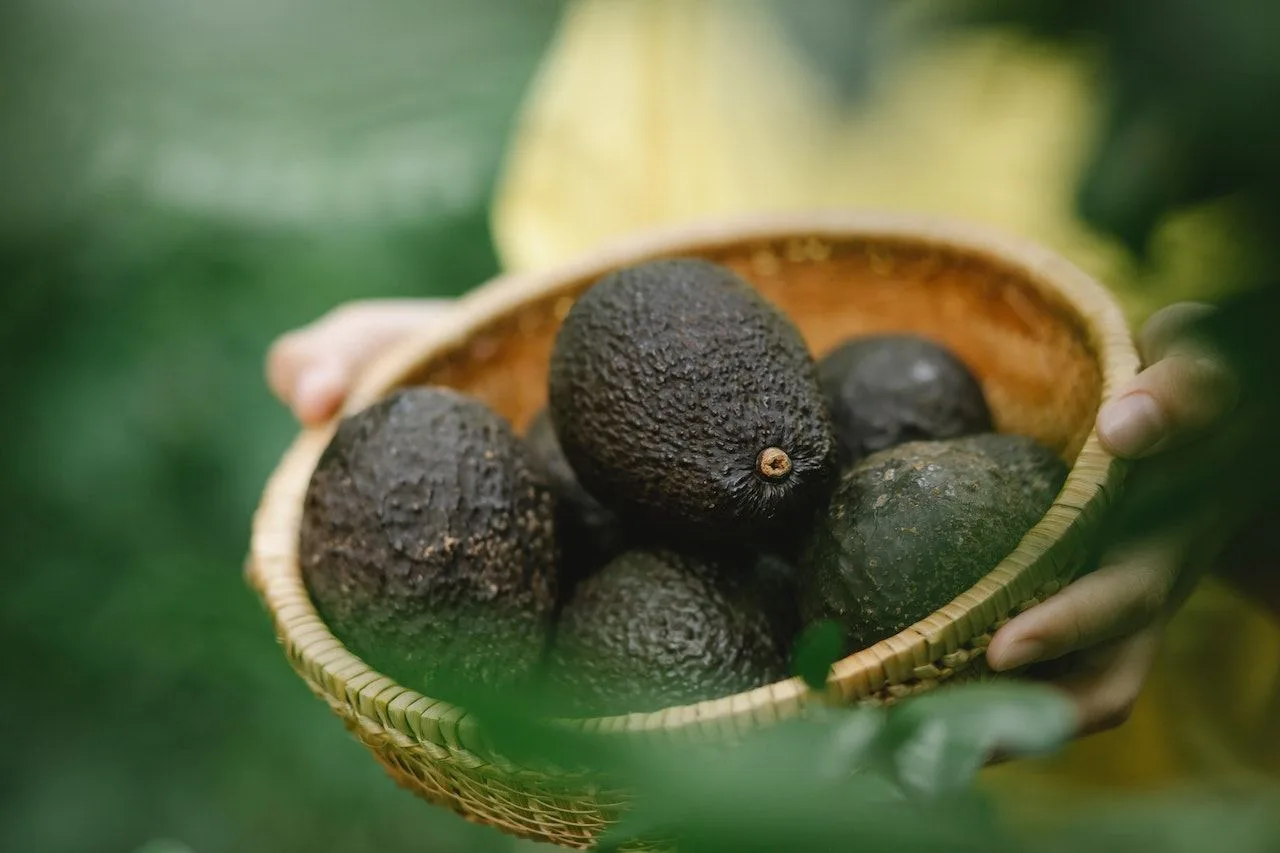 Low-FODMAP Foods Like Avocados Can Improve Digestive Health