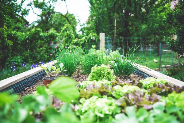 Sustainable gardening