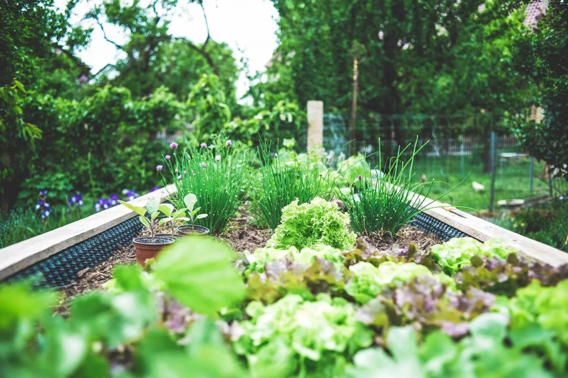 Victoria Gerrard, La Crosse, WI, Shares Why Sustainable Gardening Is Essential To Eating Clean