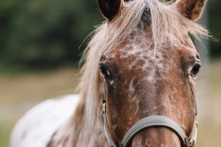 horses | Longevity LIVE