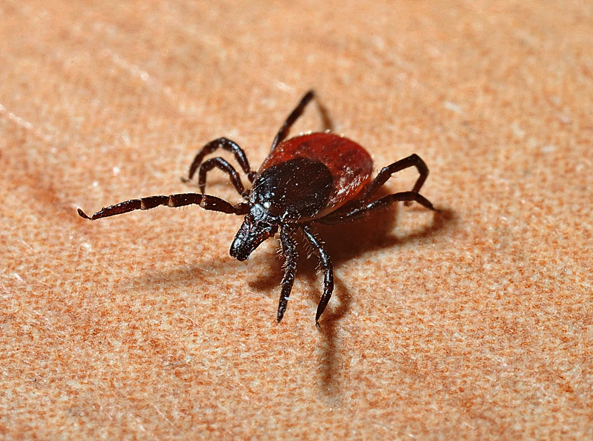 Are We Getting A Lyme Disease Vaccine By 2025?