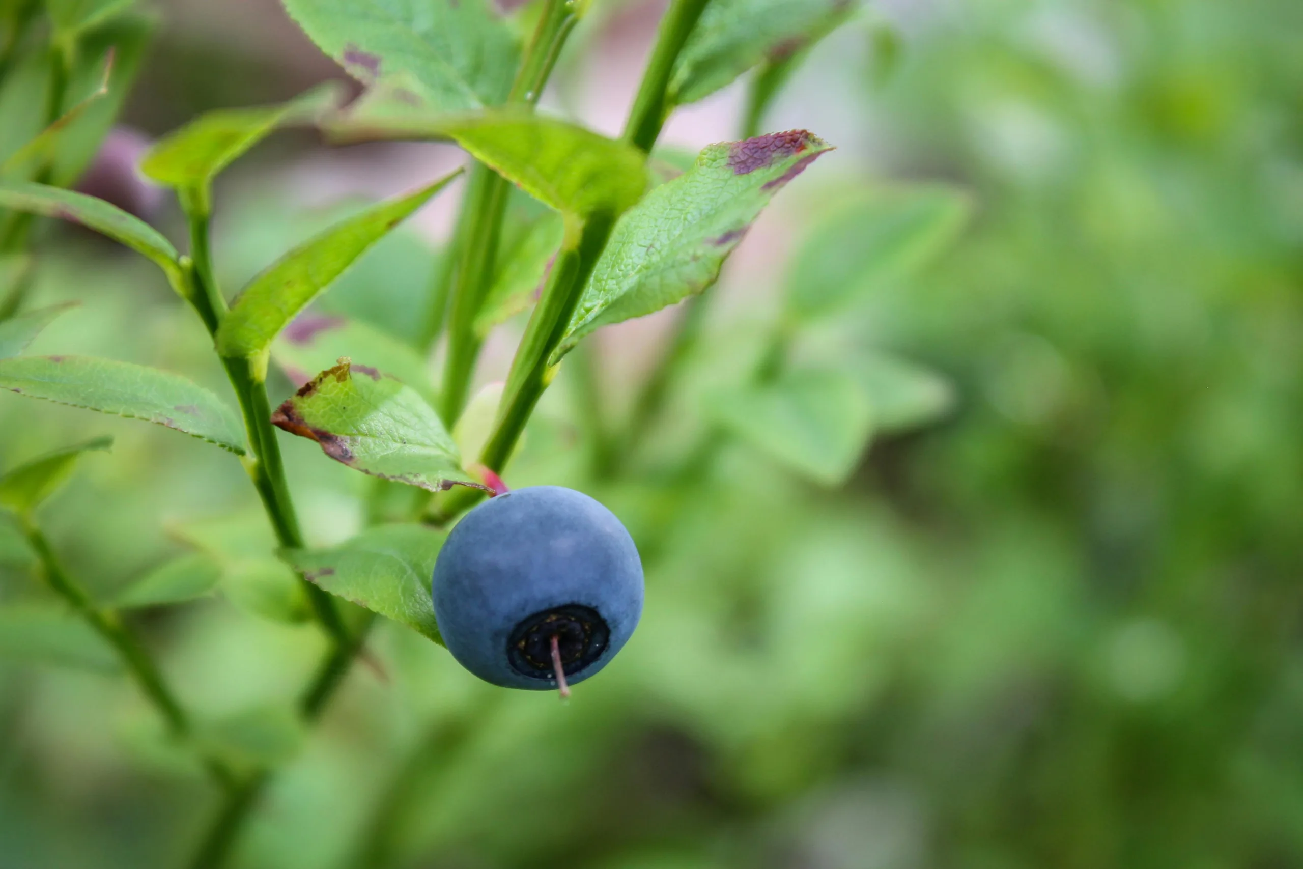 Pterostilbene Is A Powerful Antioxidant You Need To Know About