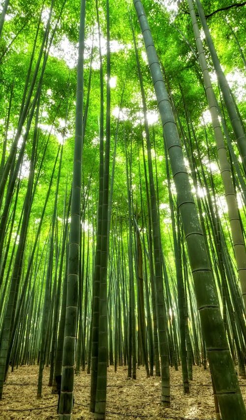 bamboo