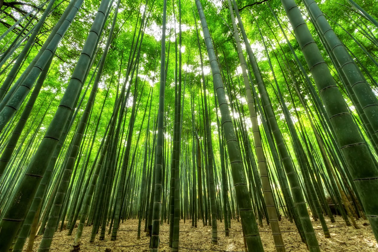 Bamboo: 4 Major Benefits of 2026’s Next Superfood