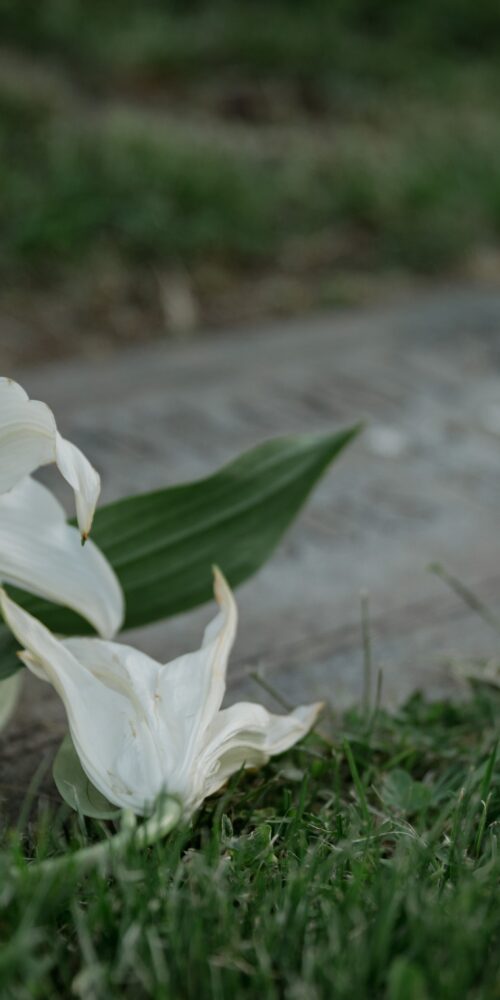 Loss and grief