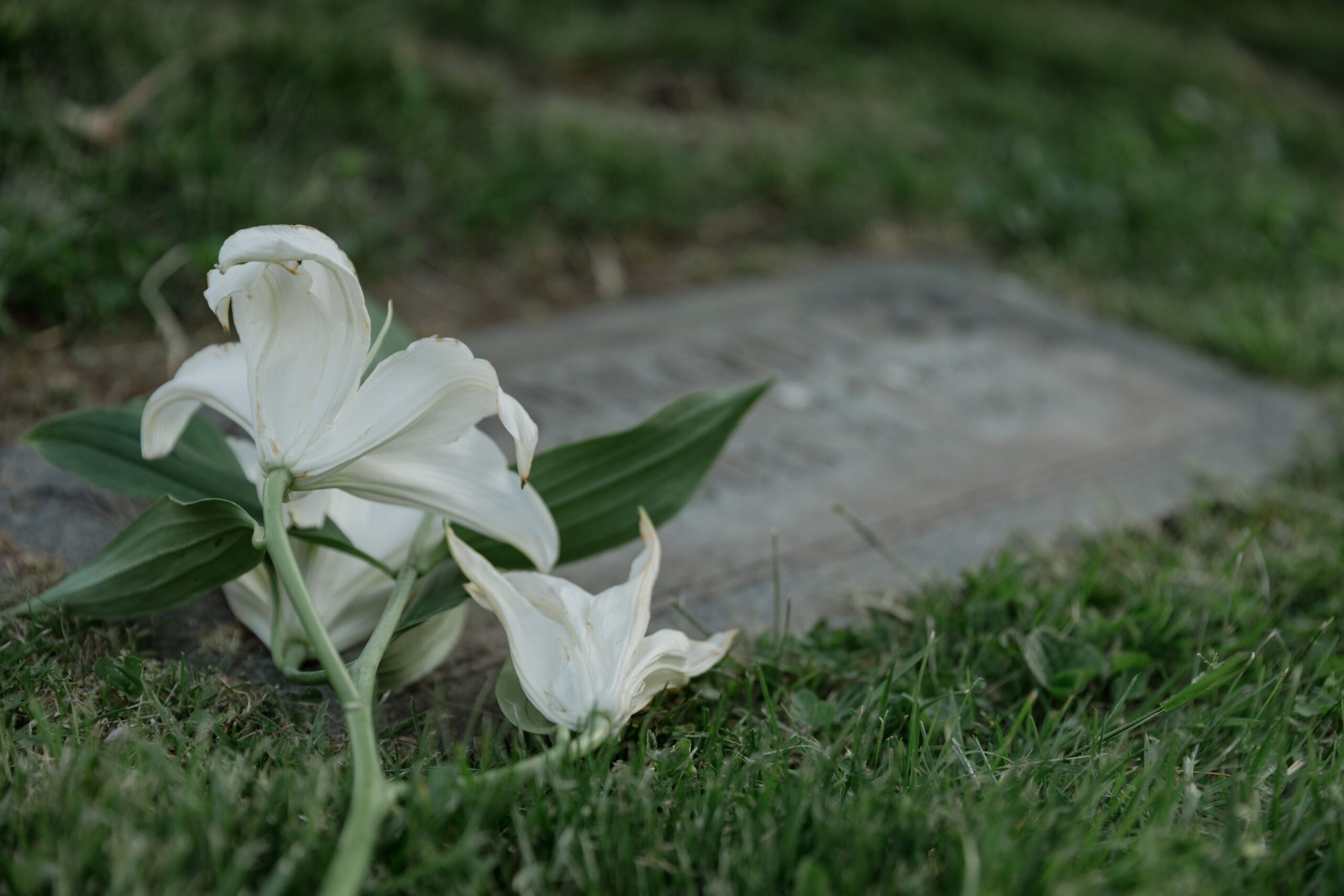 Discovering Meaning After Loss: How People Rebuild Their Lives Following Bereavement